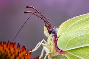 Citroenvlinder - macrofotografie van Qeimoy