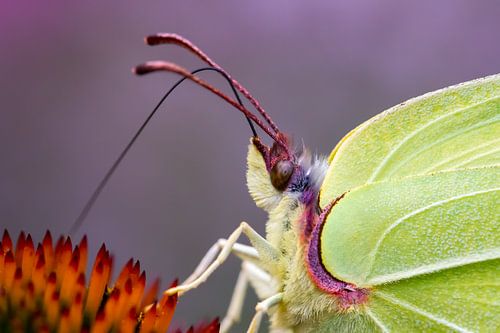 Citroenvlinder - macrofotografie