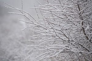 La neige vierge