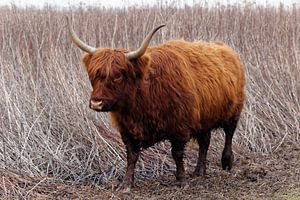 Running Scottish Highlander sur Patrick van Lent