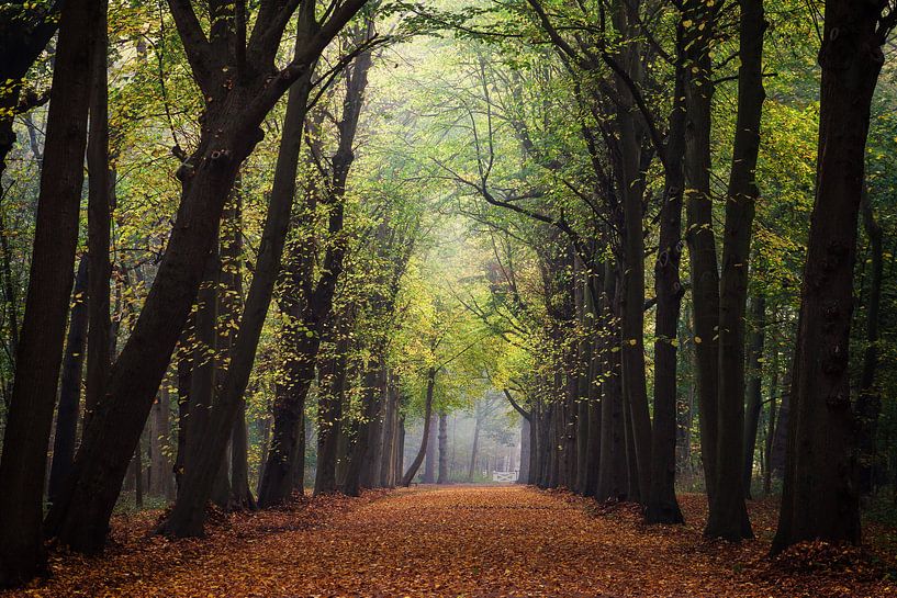 Domburgse bos von Gijs Koole