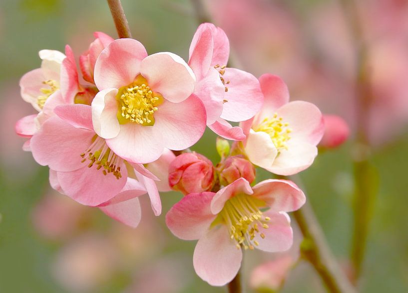 Blossom in Green (Fleurs en vert) par Caroline Lichthart