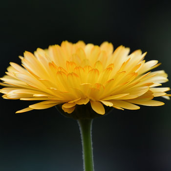 Calendula officinalis, de goudsbloem