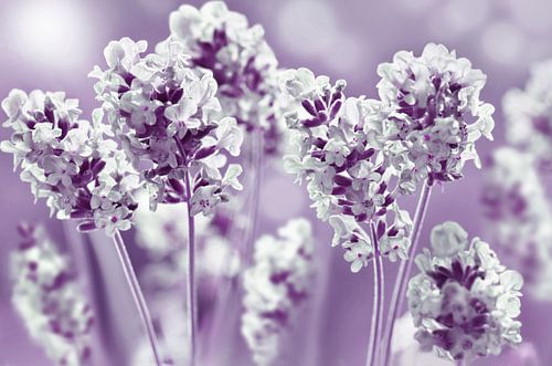 lavendel