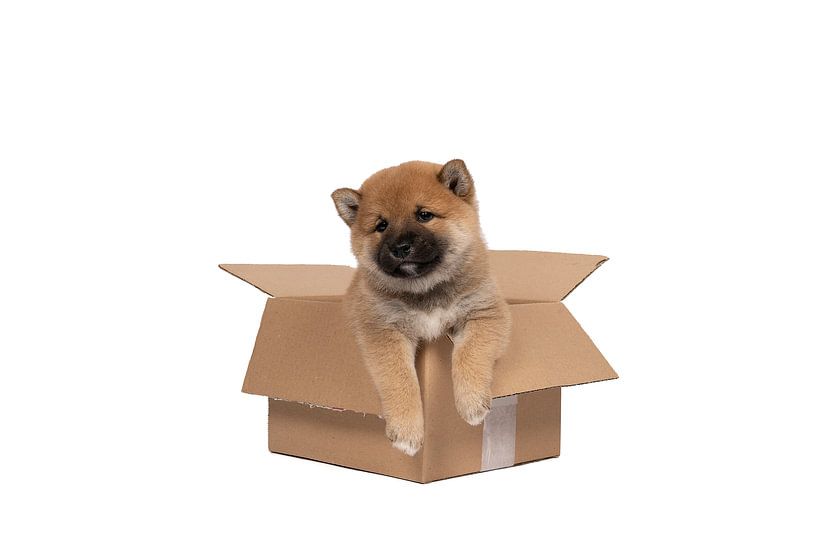 A Shiba Inu puppy sits in a cardboard box against a white background by Leoniek van der Vliet
