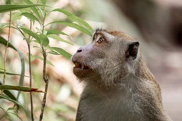 Macaque in the Wild in Borneo by Femke Ketelaar