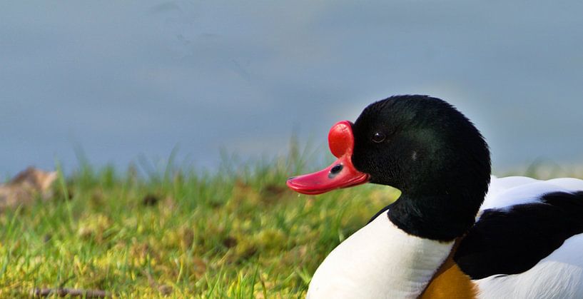 shelduck close up von joyce kool