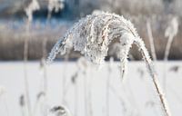 Wintertijd met sneeuw aan riet van Martijn de Bie thumbnail