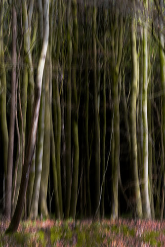 Dichter abstrakt verschwommener Wald, lange Baumstämme und Blumen am Boden, Kunst-Natur-Hintergrund,