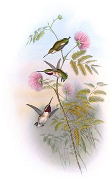 Kortstaartige houtster, John Gould van Hummingbirds
