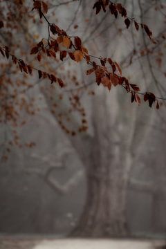 Arbre fantôme