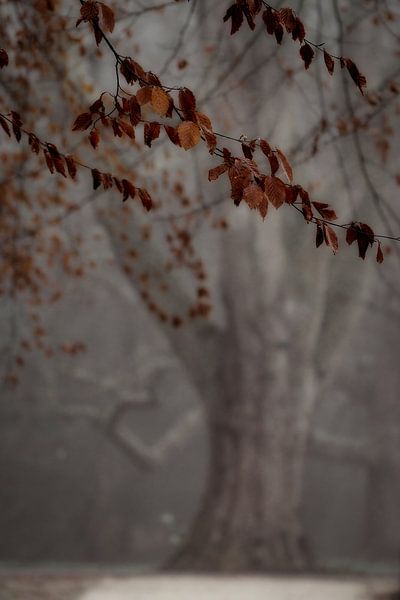 Ghost tree by Rik Verslype