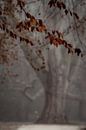 Ghost tree by Rik Verslype thumbnail