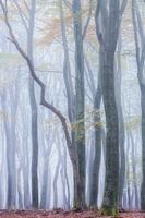 Dansende bomen Speulderbos