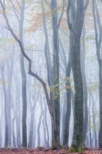 Tanzende Bäume Speulderbos von Jurjen Veerman