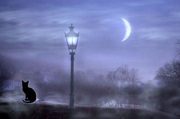 De kat in het maanlicht van Vera Laake