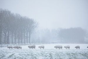 schapen in de sneeuw van Dion de Bakker