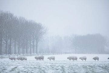 sheep in the snow