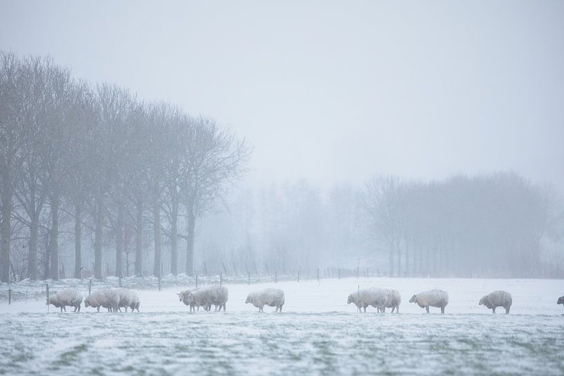 sheep in the snow by Dion de Bakker