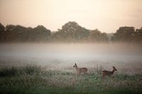 Deer in morning light