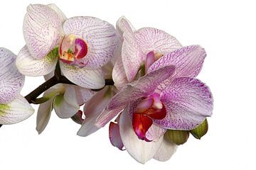 Phalaenopsis von Ruud Krispijn