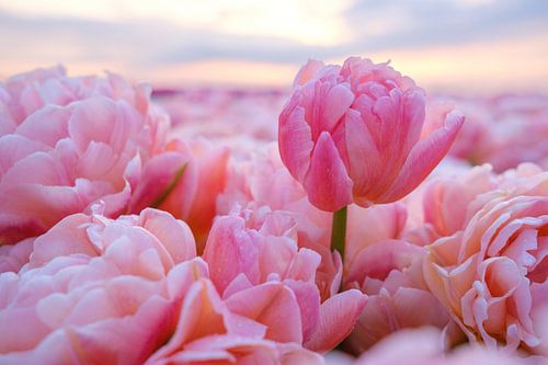 Tulip with head above ground level