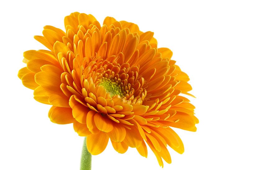 Gerbera, orange by Tanja van Beuningen