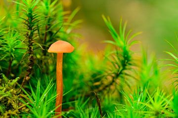 deceiver fungus growing with moss by Sjoerd van der Wal Photography