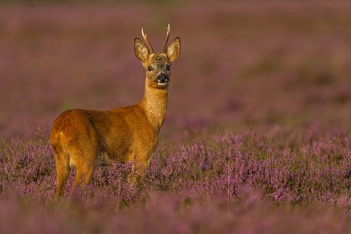 Reebok en bruyère fleurie