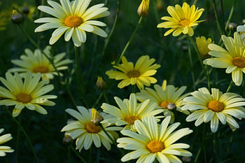 Gelbe Gänseblümchen in einem sonnigen, abendlichen, ruhigen Garten