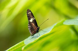 Butterfly in green by A. van der Burg