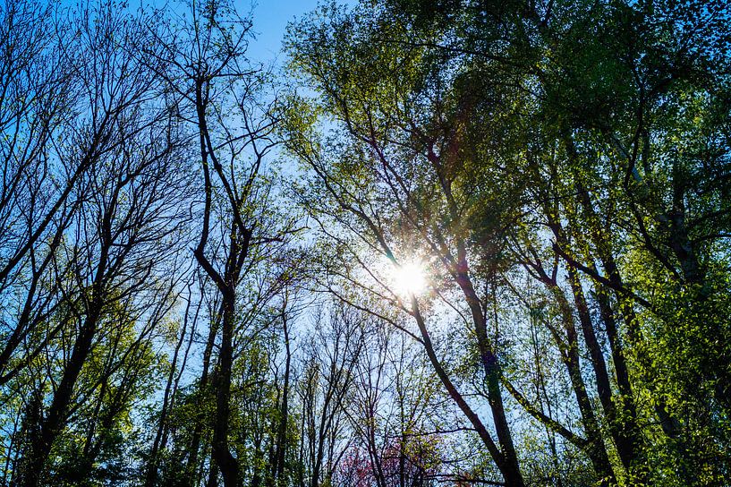 Bomen en zonlicht by Jane Changart