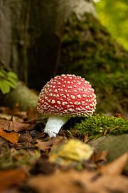 Fly agaric in the Dijkgat forest next to tree roots surrounded by autumn-coloured leaves