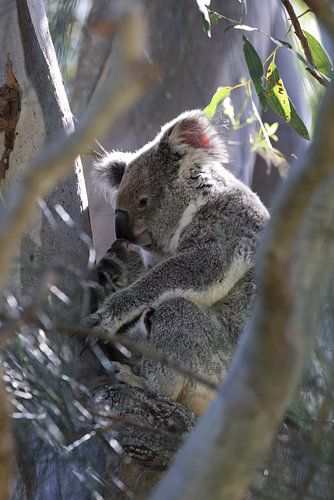 Een wilde Koala en zijn baby zittend in een boom Queensland Australië
