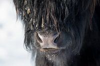 Nahaufnahme Schottischer Highlander schwarz