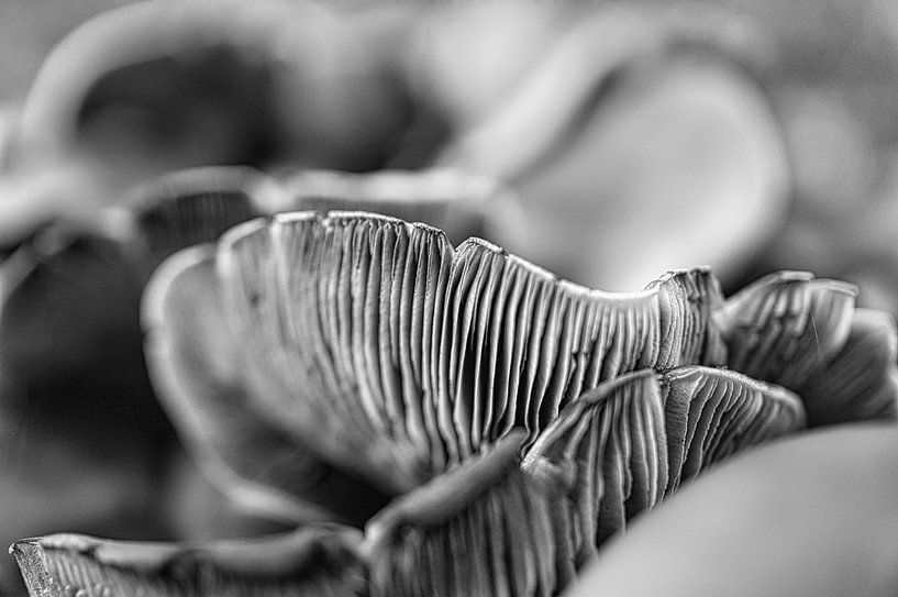 Delicate paddenstoelen filigraan op de bosgrond van Martin Köbsch