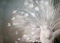 white peacock