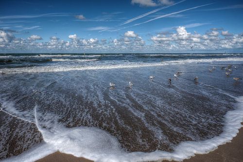 Meeuwen op het Zuiderstrand in Scheveningen