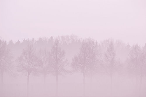 bomen in de mist