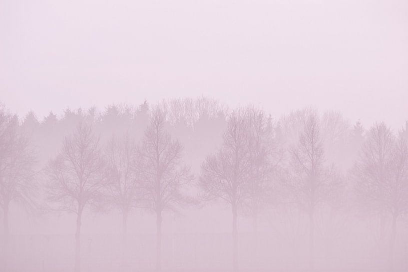 bomen in de mist by Manon Sloetjes