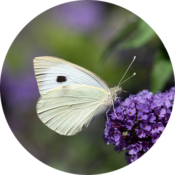 Koolwitje vlinder op sering van Ulrike Leone