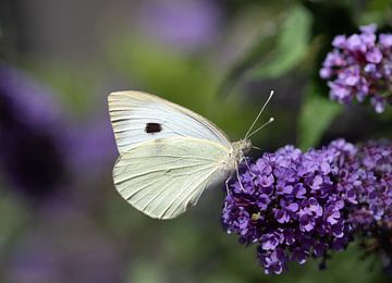 Koolwitje vlinder op sering van Ulrike Leone