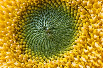 Herz einer Sonnenblume von Margot van den Berg