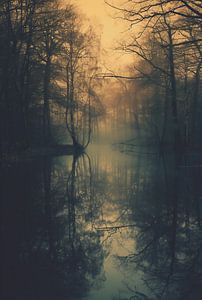 Herbstliche Waldzauber, Morgendämmerung