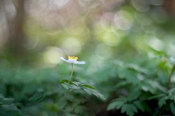 Forest Fairies - de bosanemoontjes van Moetwil en van Dijk - Fotografie