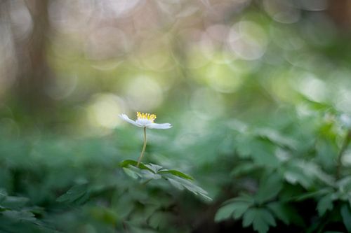 Forest Fairies - de bosanemoontjes
