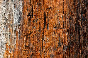 Orangefarbene Fadenalgen auf abgestorbenem Baumstamm