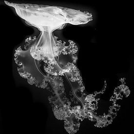 Jellyfish by Ronald De Neve