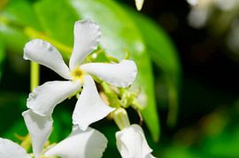 Weißer toskanischer Jasmin in der Stille