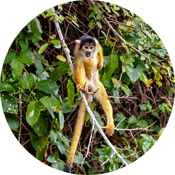 Doodshoofdaapje in de jungle